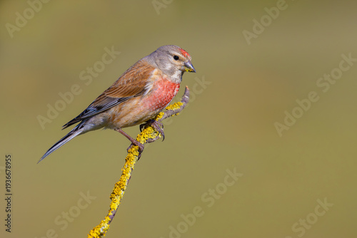 Konstfotografi Common Linnet on a branch