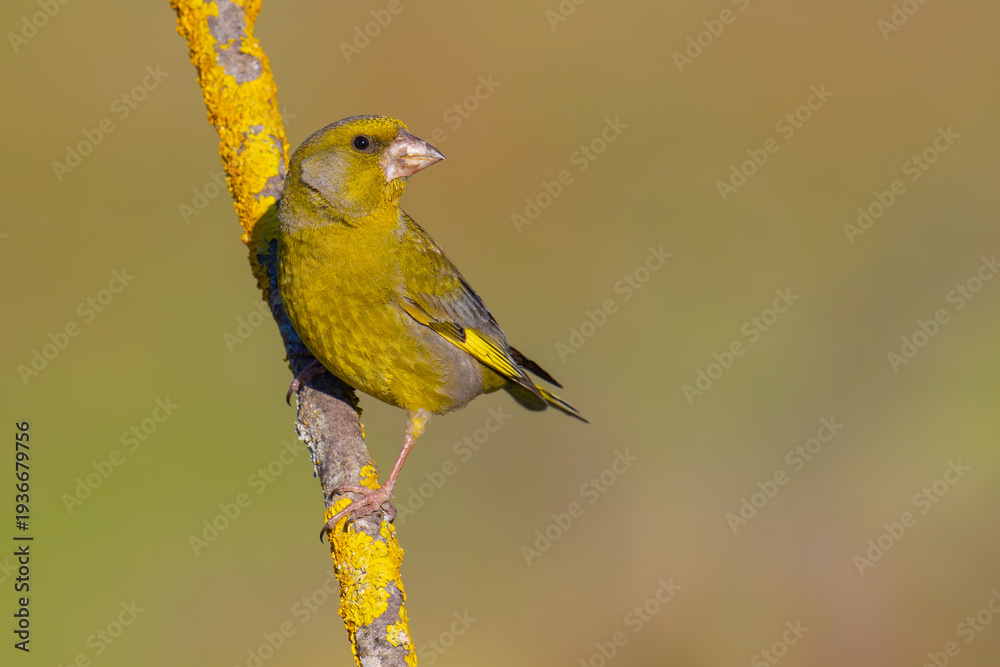 Obraz premium European Greenfinch on a branch