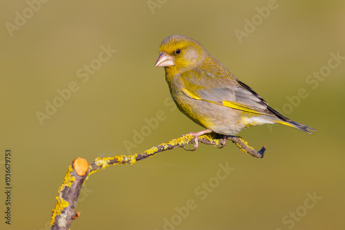 European Greenfinch on a branch
