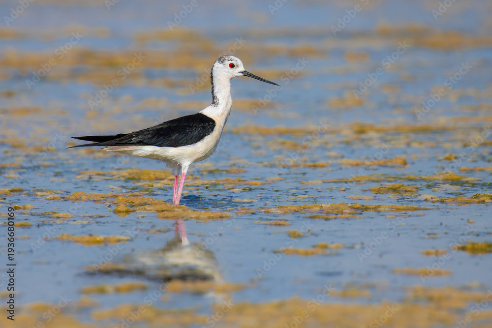 Fototapeta premium Black-winged Stilt on the lake