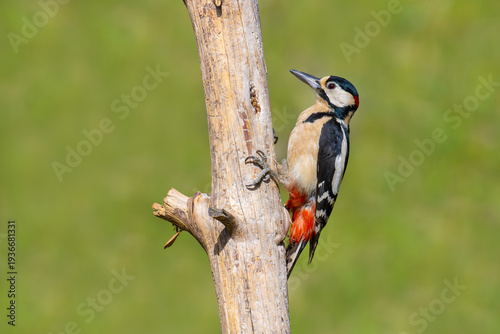 Great Spotted Woodpecker on the tree