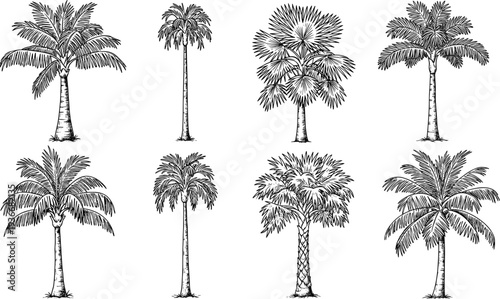 Palm trees collection, tropical palm illustration, vintage botanical engraving, exotic tree set, beach nature design elements vector