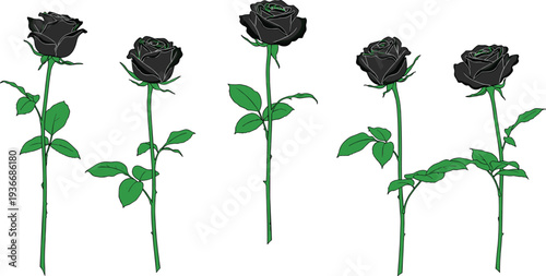 Black roses with green stems and leaves on white background flowers