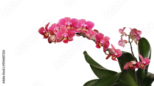 Blooming branch of Phalaenopsis orchid without background.