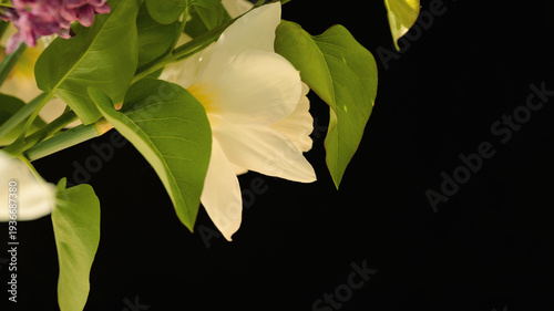 Bouquet with lilac and daffodil in the studio.