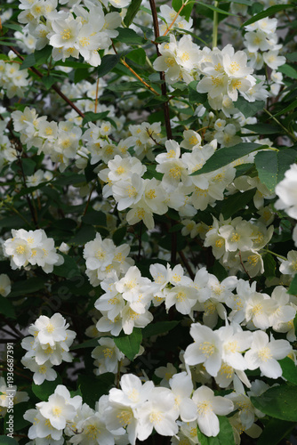 Beautiful floral background with a blooming jasmine bush