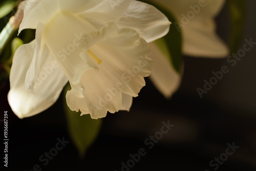 White narcissus flower with soft rays in a dark room.