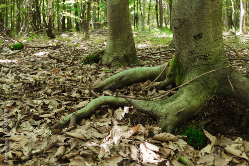 At the foot of a beech tree in a mixed forest.