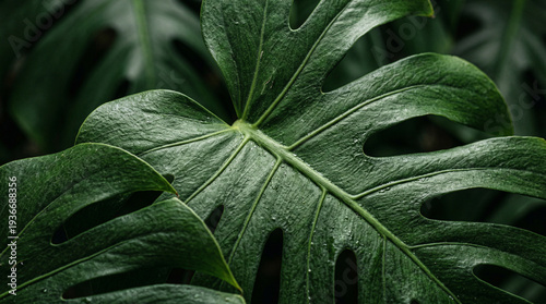 Closeup view of large green leaves showing detailed texture and shape in a natural setting during daylight hours