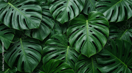 Green monstera leaves cover the ground creating a lush, tropical setting in an indoor space filled with plants and nature elements