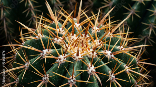 Cactus with sharp spikes growing in a natural environment under sunlight during daytime in a desert or arid region