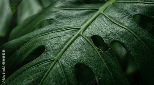 Closeup view of a green leaf showing detailed texture and natural patterns found in a tropical garden during daytime