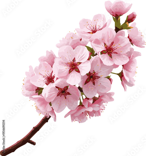 Create a realistic Cherry blossoms, model vector art with white background.