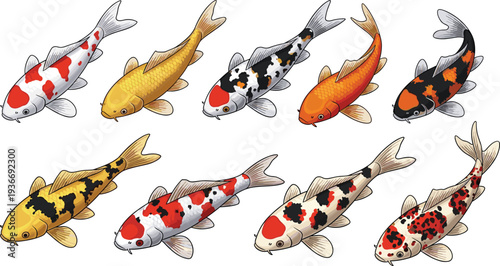Koi fish collection with colorful Japanese carp varieties, ornamental pond fish set isolated flat vector illustration