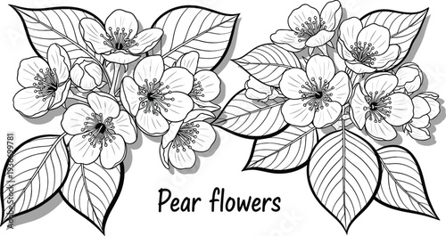Pear flowers botanical illustration blooming pear blossom branches with leaves vintage hand drawn style spring floral design