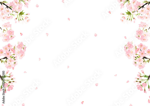 水彩で描いた桜のフレーム素材【手描き】透過背景 白バック コピースペースあり
