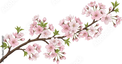 Isolated a realistic cherry blossoms vector art with white background..