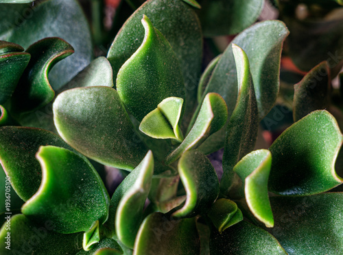 bordes brillantes por el sol en una planta crasa