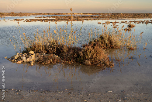 Vegetación rodeada de agua en unas antiguas salinas abandonadas