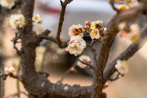 봉은사 매화당 앞마당의 매화-봄이오는 소식-봉은사  강남구. 서울, 대한민국