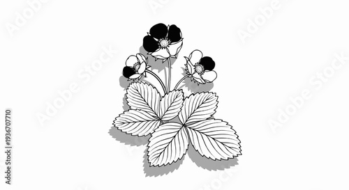 Black and white sketch of wild strawberry flowers and leaves