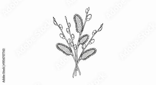 Delicate black and white illustration of pussy willow branches