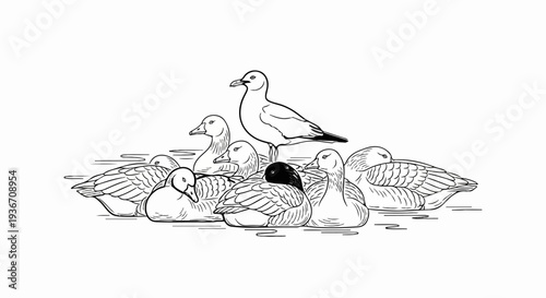 A seagull stands above a cluster of sleeping ducks on calm water