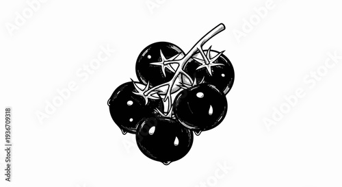 A hand-drawn illustration of a cluster of ripe, dark tomatoes on a vine