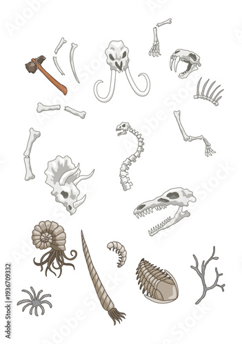 Dinosaurs skeletons parts underground. Fossils, bones of prehistoric reptiles and ammonites