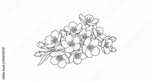 A detailed black and white illustration of a cluster of cherry blossoms