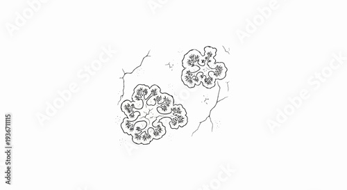Black and white illustration of two lichen formations on a textured background