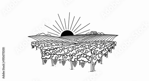 A stylized line drawing of a vineyard at sunrise, with a barn in the distance