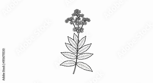 Delicate black and white line drawing of a flowering plant with compound leaves