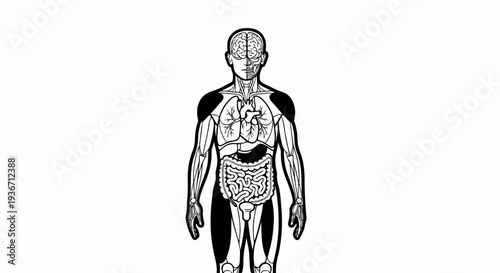 Stylized anatomical illustration showing human torso, brain, and digestive system