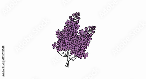 Delicate purple lilac blossoms with green leaves and stems on white
