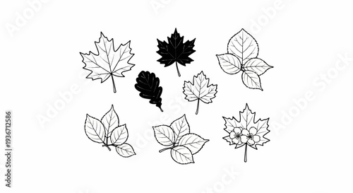 Collection of sketched autumn leaves and a single blooming flower