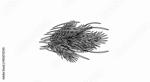 Detailed black and white illustration of a cluster of pine needles