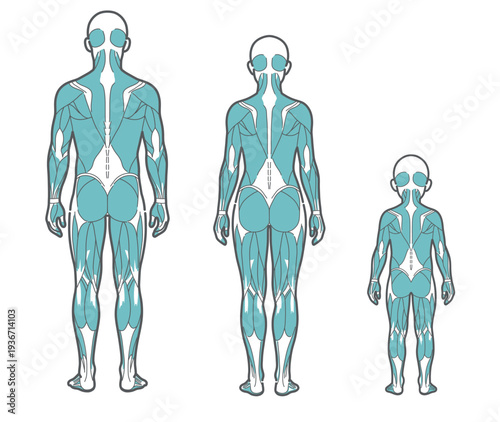全世代（男性・女性・子供）の全身筋肉図・人体解剖図のイラストセット（背面・後ろ姿）