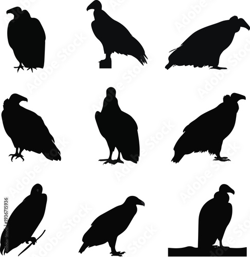 Collection of birds silhouettes.sets of condor silhouettes vector art with white background