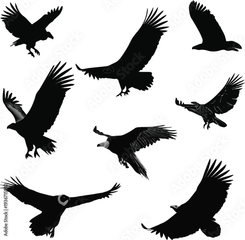 Create a sets of condor silhouettes vector art with white background