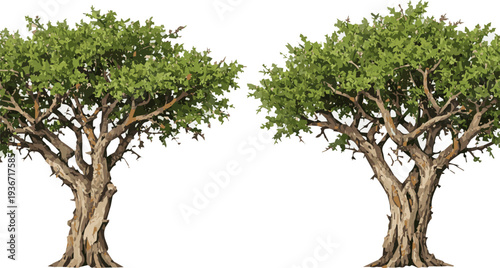 tree on white background