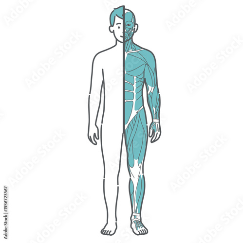 男性の人体図・筋肉と表面の比較イラスト（正面・半身筋肉）