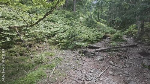 Quiet Forest Trail on Mt. Tekari