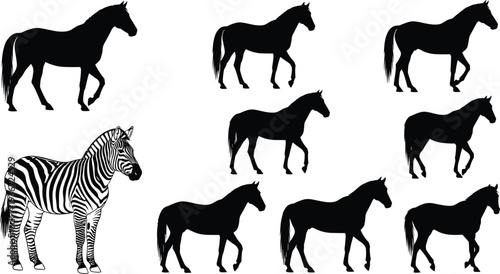 Black horse silhouette collection with zebra vector set walking and standing animals isolated on white background for equestrian nature design elements