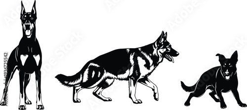 Black silhouettes of Doberman, German Shepherd and guard dog, cad drawing flat vector illustration of pedigree pets, domestic animal silhouettes
