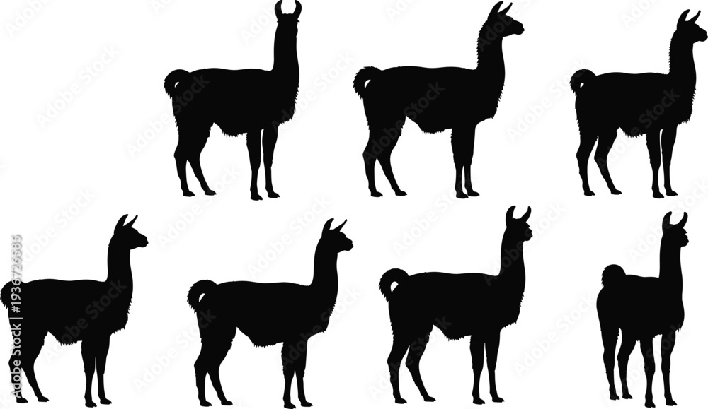Fototapeta premium Black silhouettes of llamas and alpacas, cad drawing flat vector illustration of domestic farm animals, south american wildlife animal set