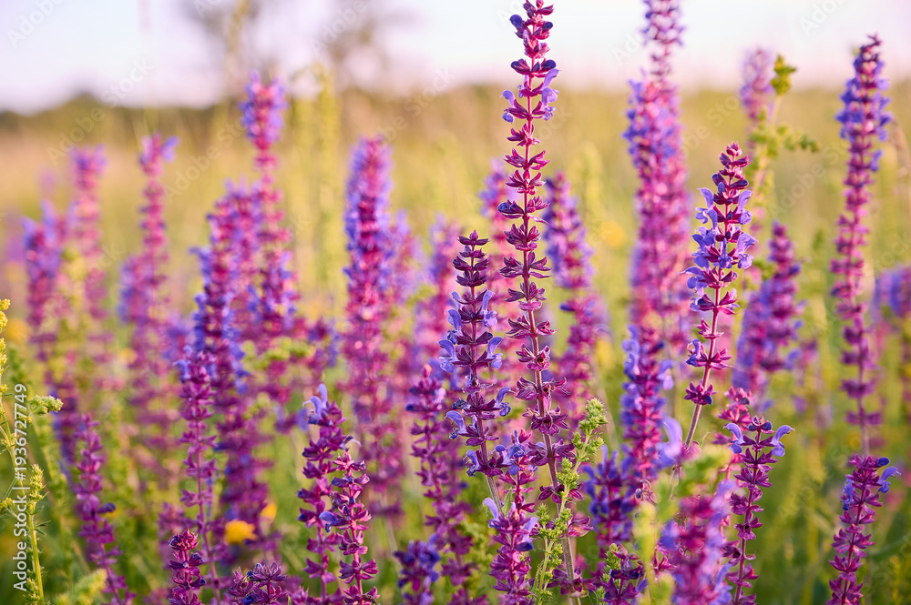 Fototapeta premium Purple sage flowers blooms in the summer meadow.