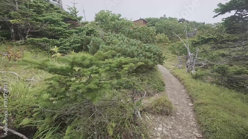 Quiet Forest Trail on Mt. Tekari