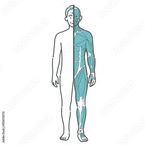 シニア男性の人体図・筋肉と表面の比較イラスト（正面・半身筋肉）