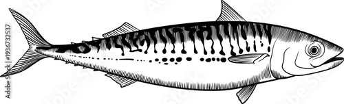 mackerel fish, scomber engraving vector illustration